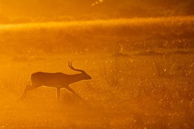 Lechwe on grass during sunset