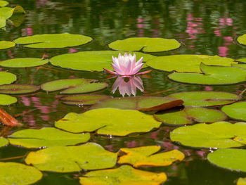 Lotus water lily in pond