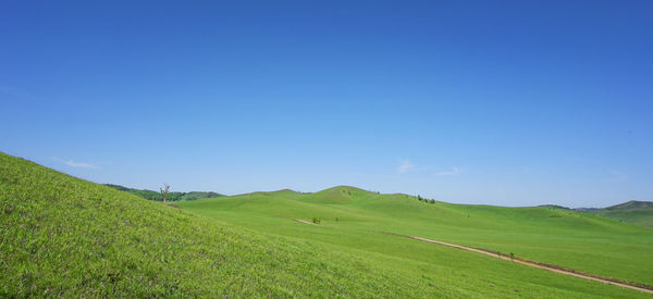 Scenic view of field against clear blue sky