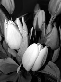 Close-up of flowers