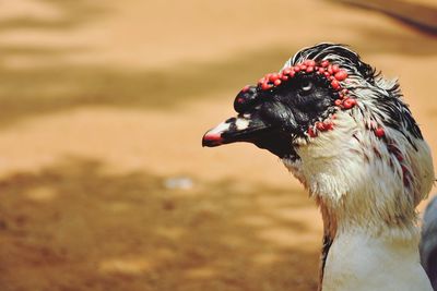 Close-up of bird