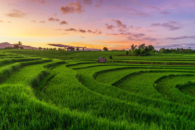 Morning panorama on rice terraces on mount baris kemumu, bengkulu, indonesia