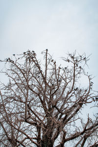 Low angle view of bare tree against clear sky
