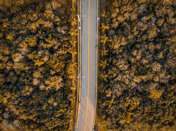 Directly above shot of road amidst forest