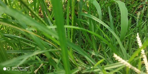 High angle view of grass growing on field