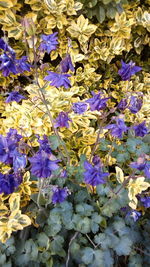 Close-up of purple flowering plants