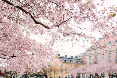 Cherry blossoms in spring