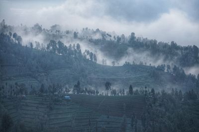 High angle view of trees on landscape against sky