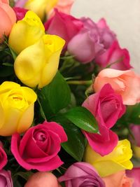 Close-up of multi colored roses