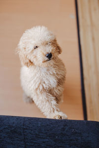 Close-up portrait of puppy