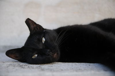 Close-up portrait of black cat relaxing on footpath