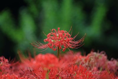 Close-up of red flower