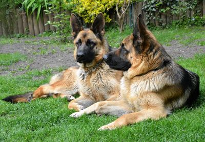 Close-up of dog relaxing on field