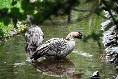 Ducks in a lake