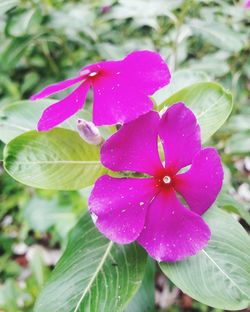 Close-up of water drops on pink flower blooming outdoors