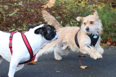 Close-up of dogs playing