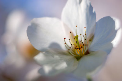 Close-up of white flower