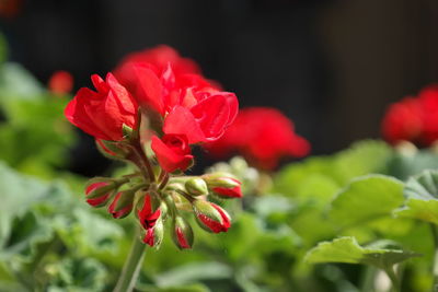 Close-up of red flowering plant