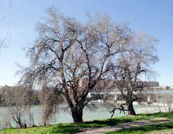 View of trees against clear sky