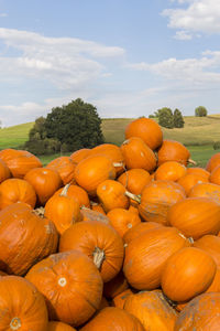 Close-up of pumpkins in farm