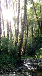 Sun shining through trees