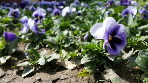 Close-up of purple flowers blooming in field