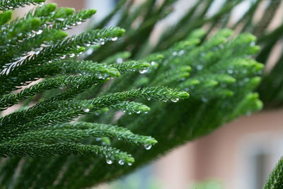 Close-up of wet plant leaves