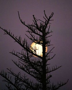 Low angle view of silhouette tree against sky at sunset