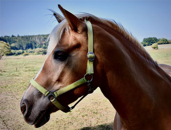 Close-up of horse against sky