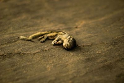 Close-up of a lizard