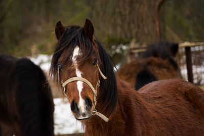 Close-up of horses