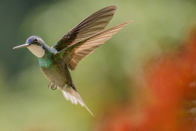 Close-up of bird flying