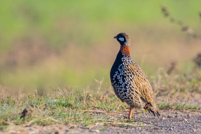 Close-up of bird perching on field