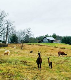 Alpaca grazing on field against clear sky