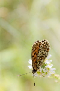 Close-up of butterfly pollinating flower