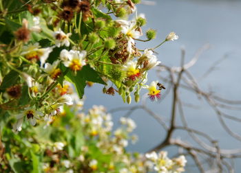 Close-up of flowering plant on branch