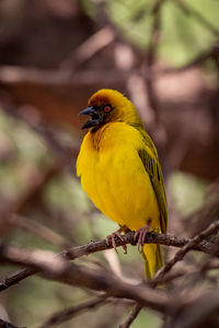 Yellow bird perching on plants