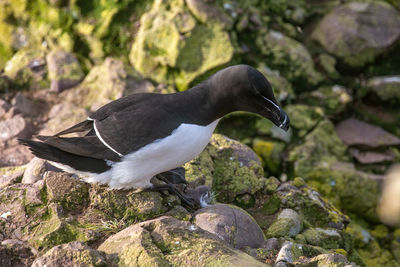 Close-up of bird perching on rock