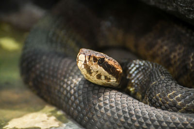 Close up of snake head