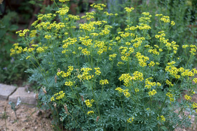 Close-up of yellow flowering plants on field