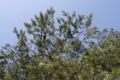 Low angle view of trees against sky