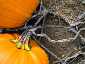 Close-up of pumpkin on autumn leaf