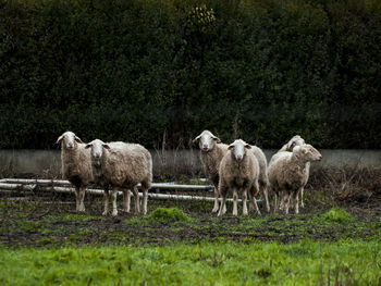 Sheep grazing on field