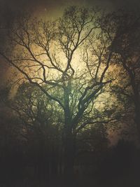 Silhouette bare trees against sky during sunset