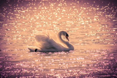 Swan swimming in lake