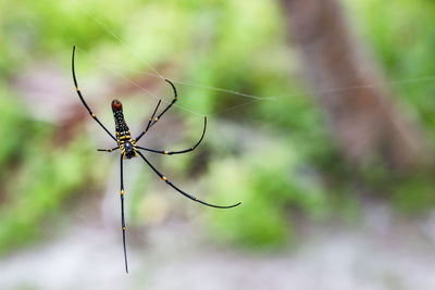 Close-up of spider on web