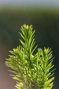 Close-up of fresh green plant