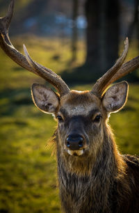 Close-up of deer