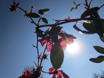 Low angle view of red flowers blooming against clear sky