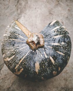 High angle view of shell on wood